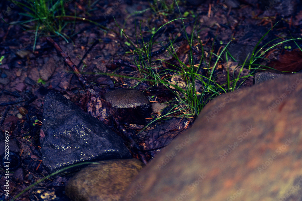 Fototapeta premium A Close Up Shot of the Wet Forest Floor
