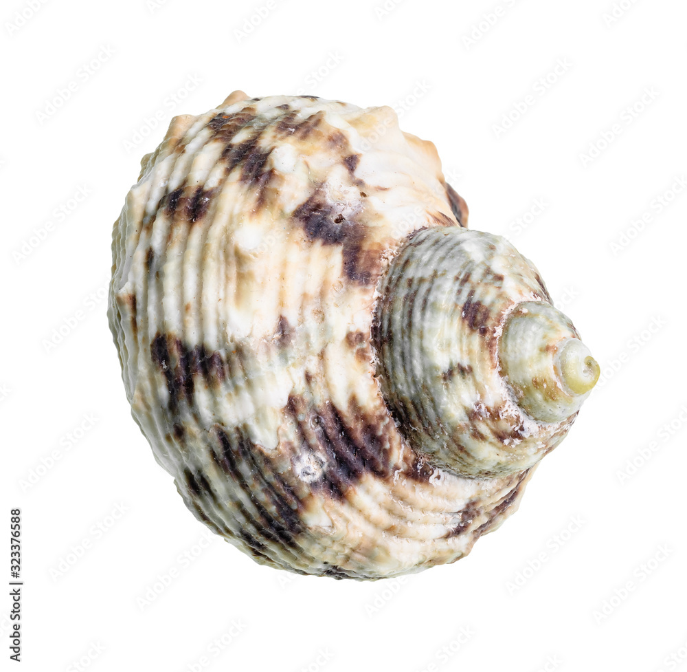 dried seashell of whelk mollusc cutout on white dried seashell of whelk mollusc cutout on white
