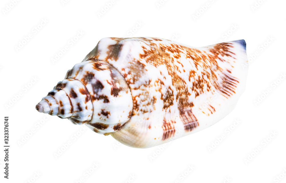 dried shell of whelk mollusc cutout on white