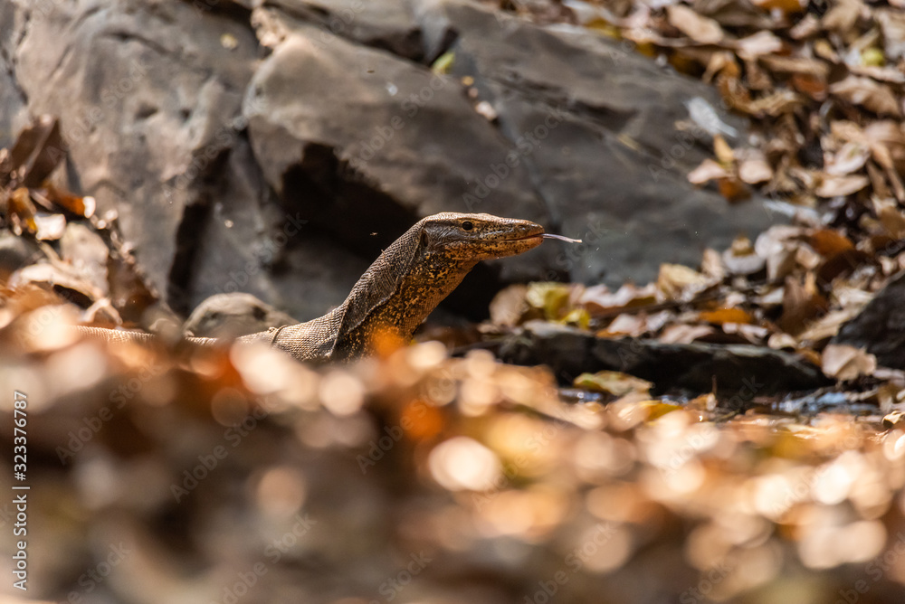Varanus salvator also common water monitor, large varanid lizard native to South and Southeast Asia Varanus salvator also common water monitor, large varanid lizard native to South and Southeast Asia
