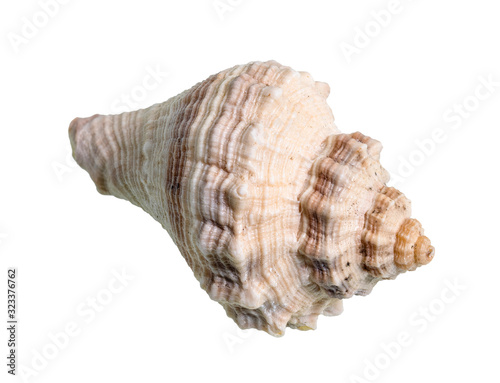 dried shell of whelk mollusk cutout on white