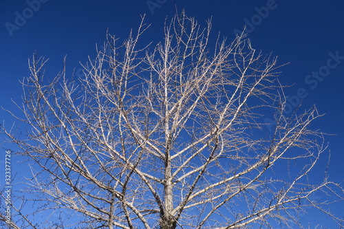 冬空と枯れ木の銀杏の木