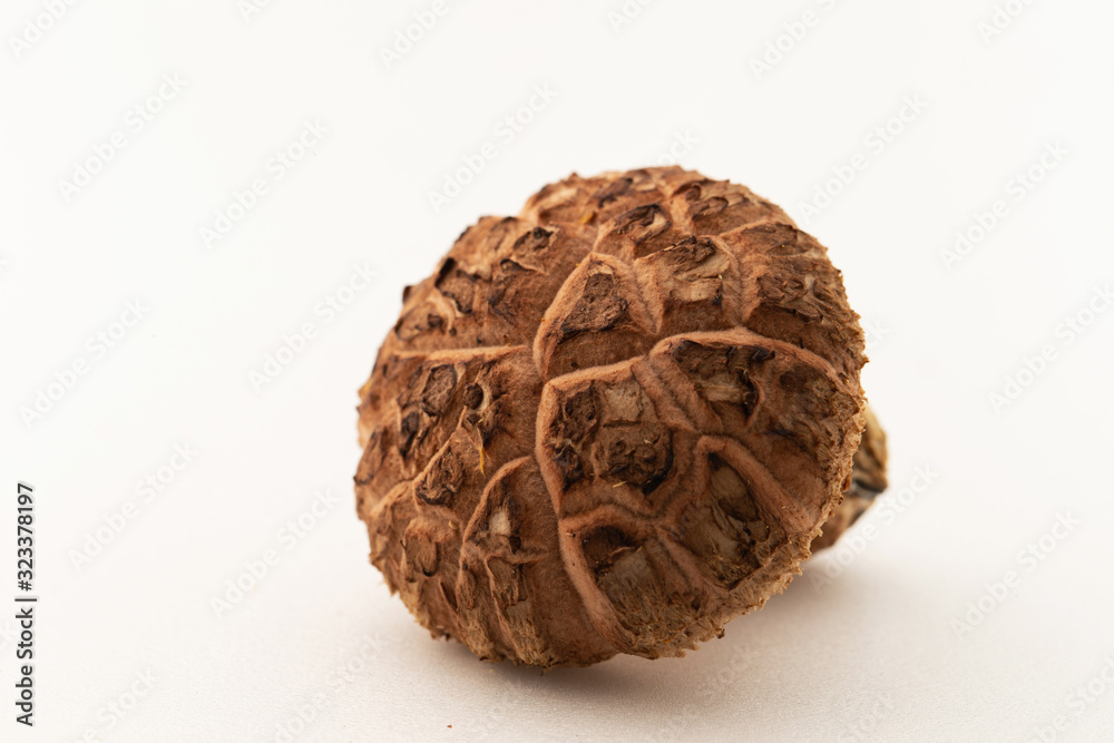 Mushroom on white background, studio shot Mushroom on white background, studio shot