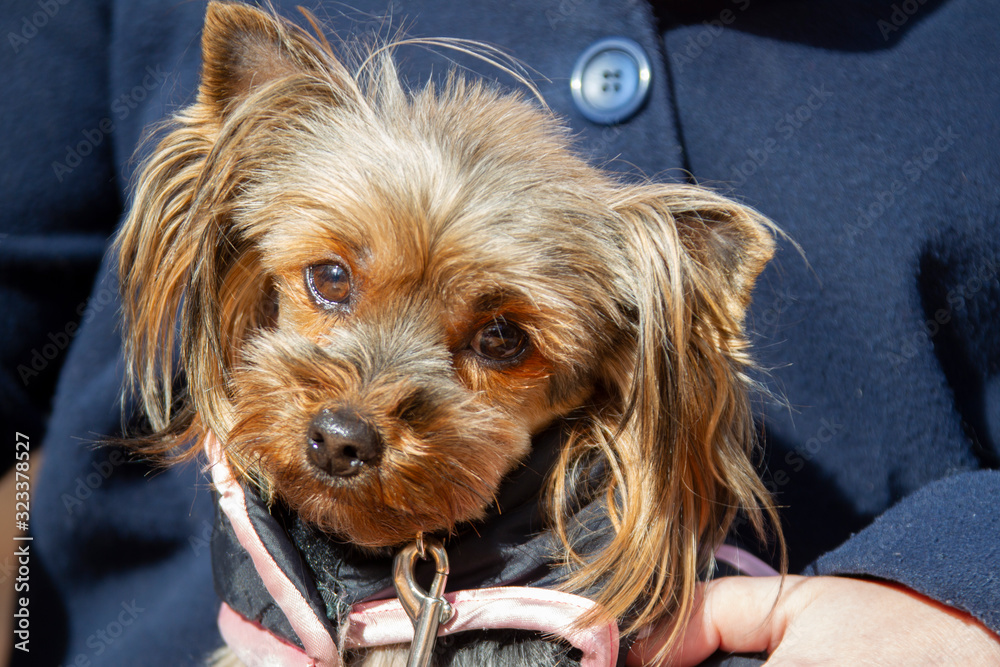 Funny yorkshire terrier in his arms. The muzzle of a small dog. Funny yorkshire terrier in his arms. The muzzle of a small dog.
