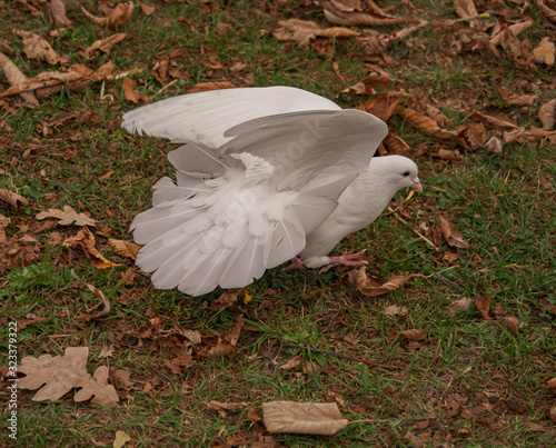 White dove on the ground with wings spread