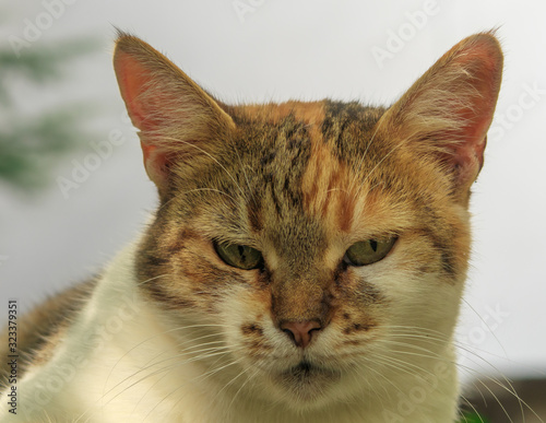 Portrait of a cat on white background