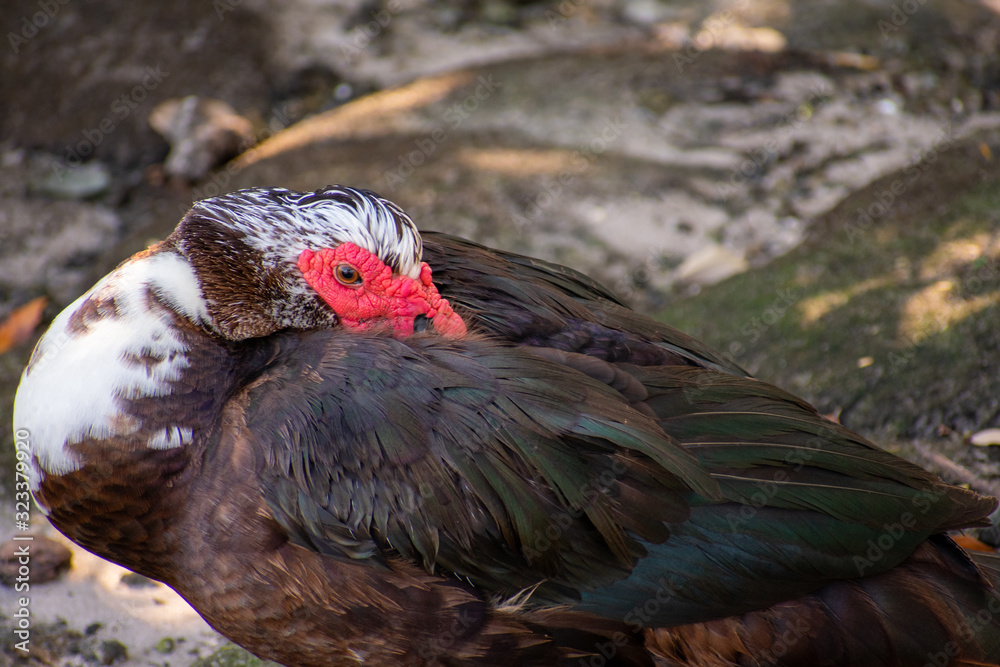 A Close-Up Shot of A Large Muscovy Duck A Close-Up Shot of A Large Muscovy Duck
