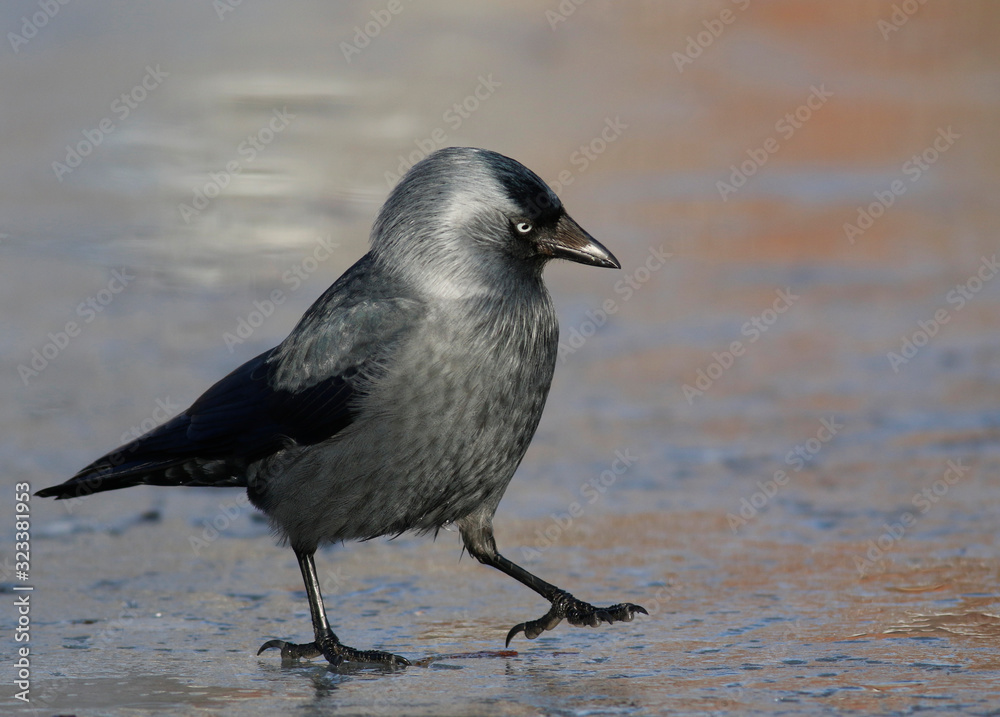 Fototapeta premium Jackdaw