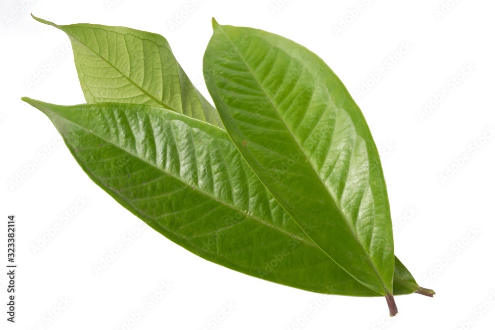 Obraz premium Fresh green water guava leaves isolated on a white background