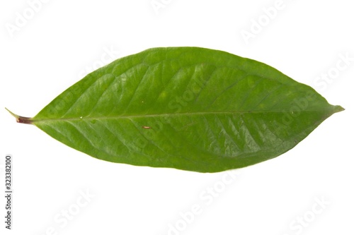 Fresh green water guava leaves isolated on a white background