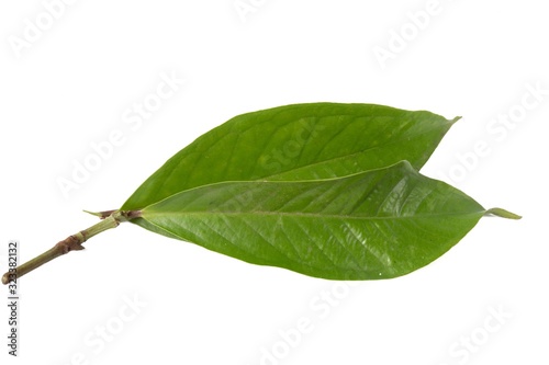 Fresh green water guava leaves isolated on a white background
