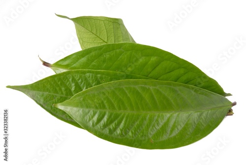 Fresh green water guava leaves isolated on a white background