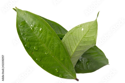 Fresh green water guava leaves isolated on a white background