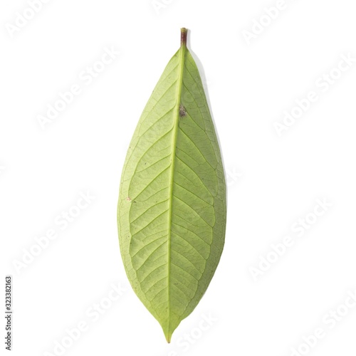 Fresh green water guava leaves isolated on a white background