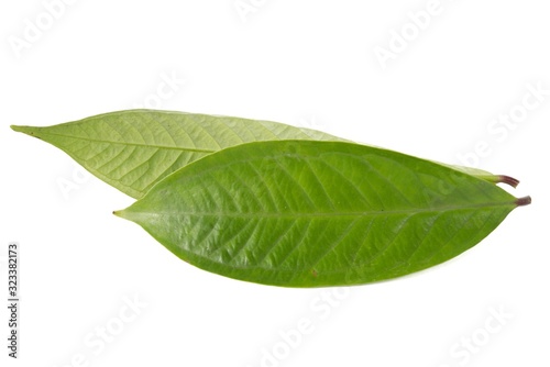 Fresh green water guava leaves isolated on a white background