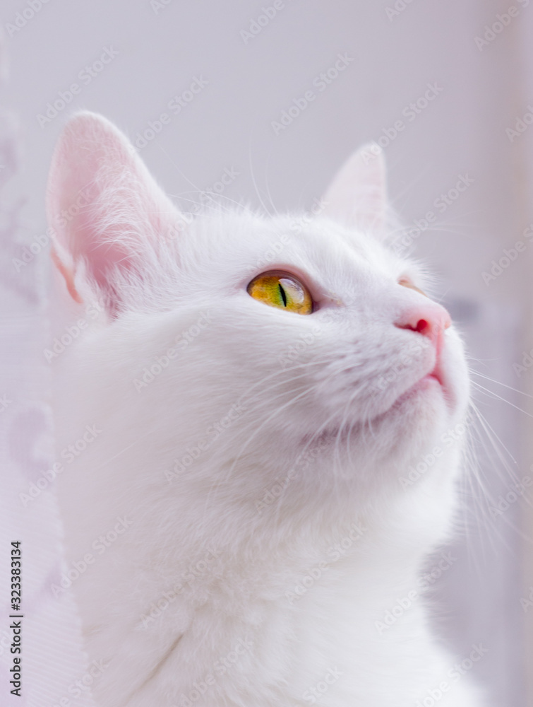 Close-up portrait of a white cat with yellow eyes looking up