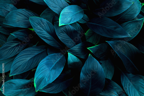 closeup nature view of green leaf and water drop, dark wallpaper concept, nature background, tropical leaf
