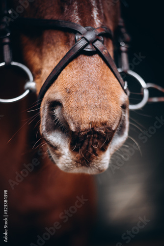 Close-up portrait of an horse in a wooden paddock