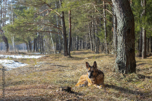 Fototapeta Naklejka Na Ścianę i Meble -   German shepherd dog resting on the outskirts of a spring forest