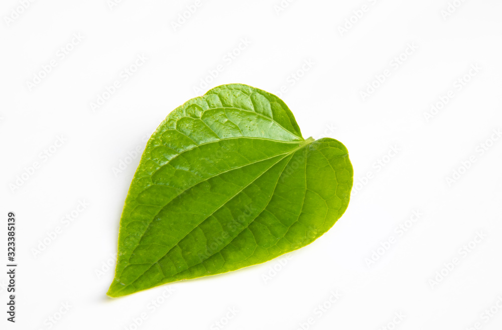 Green Wildbetal Leafbush leaf isolate on white background. Green Wildbetal Leafbush leaf isolate on white background.