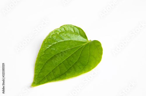 Green Wildbetal Leafbush leaf isolate on white background.