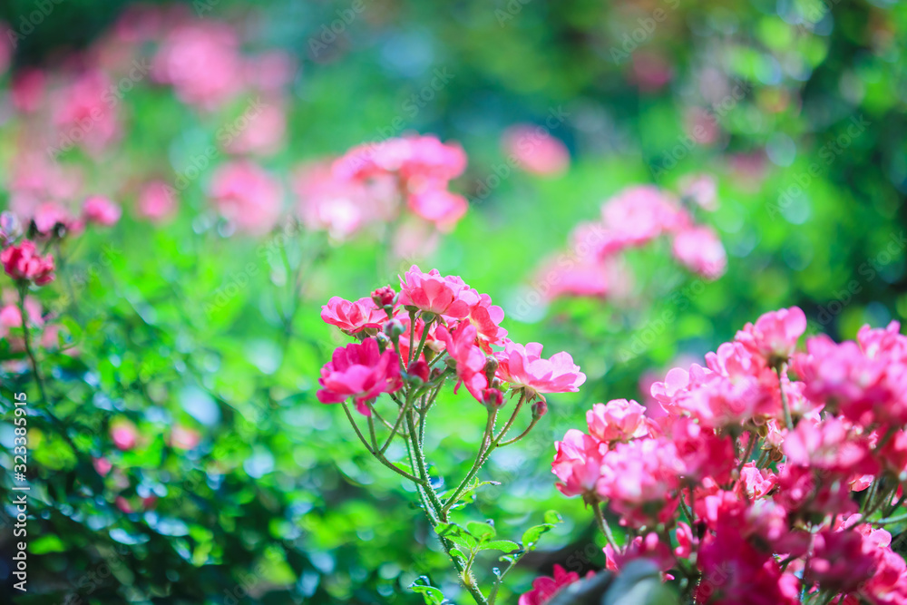 Beautiful pink roses flower in the garden Beautiful pink roses flower in the garden