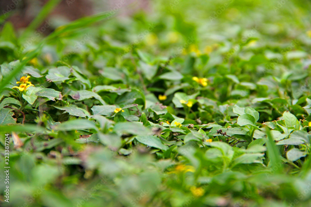 Plant Plant