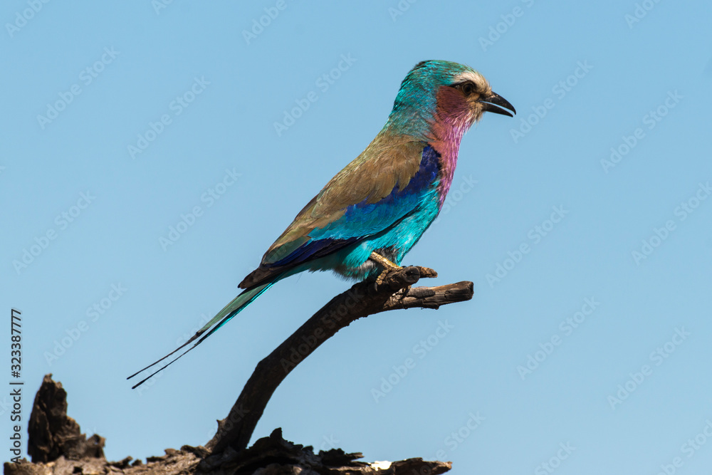Obraz premium Rollier à longs brins,. Coracias caudatus, Lilac breasted Roller