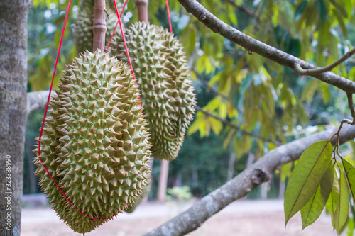 Durian fruit fresh on tree at harvest agricultural garden of Thailand. Durians is king of fruits, asian fruit of tropical. Delicious food smell tasty