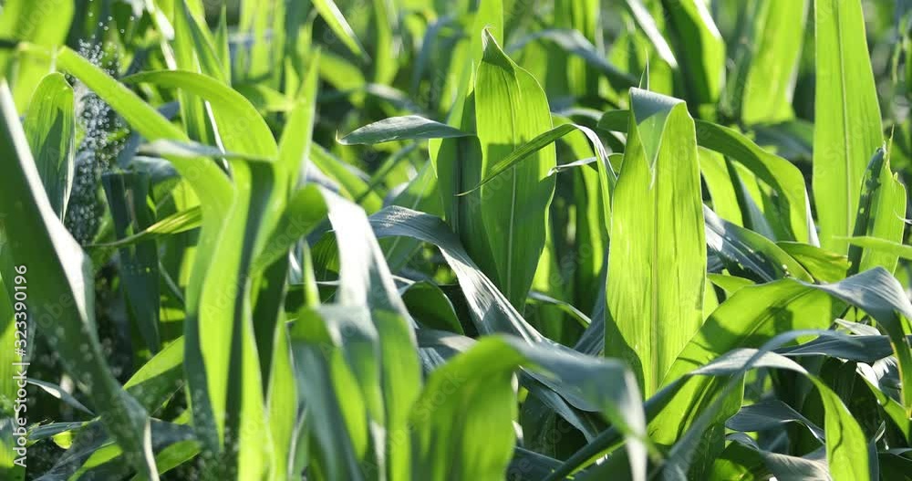 close-up corn field in sunset,Green corn field,Leaves of young corn,Organic vegetables