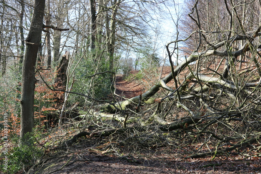 Kräftiger Baum ist umgestürzt nach Sturm im Wald Kräftiger Baum ist umgestürzt nach Sturm im Wald