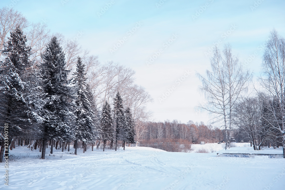Winter forest landscape. Tall trees under snow cover. January frosty day in the park. Winter forest landscape. Tall trees under snow cover. January frosty day in the park.