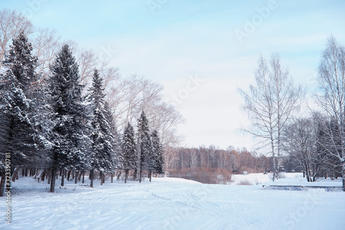 Wallpaper Mural Winter forest landscape. Tall trees under snow cover. January frosty day in the park. Torontodigital.ca