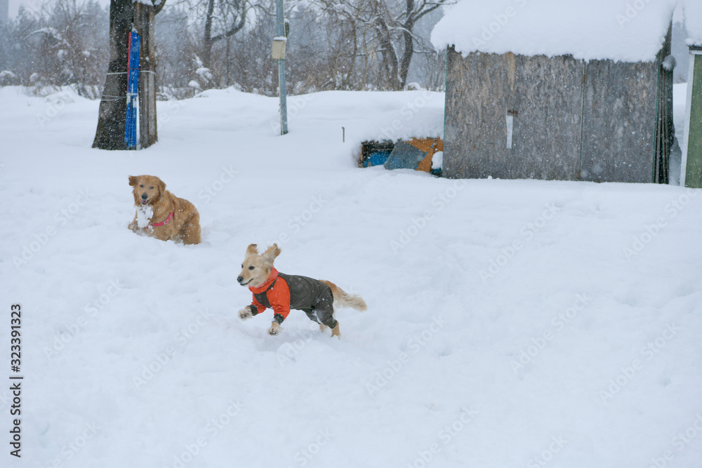 ドッグフィールド舞子_ゴールデンレトニエル