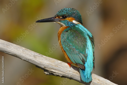 Kingfisher - Alcedo Atthis - Guarda Rios