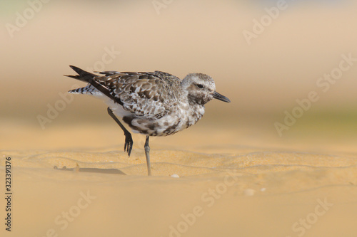 Grey Plover - Tarambola cinzenta - Pluvialis squatarola photo