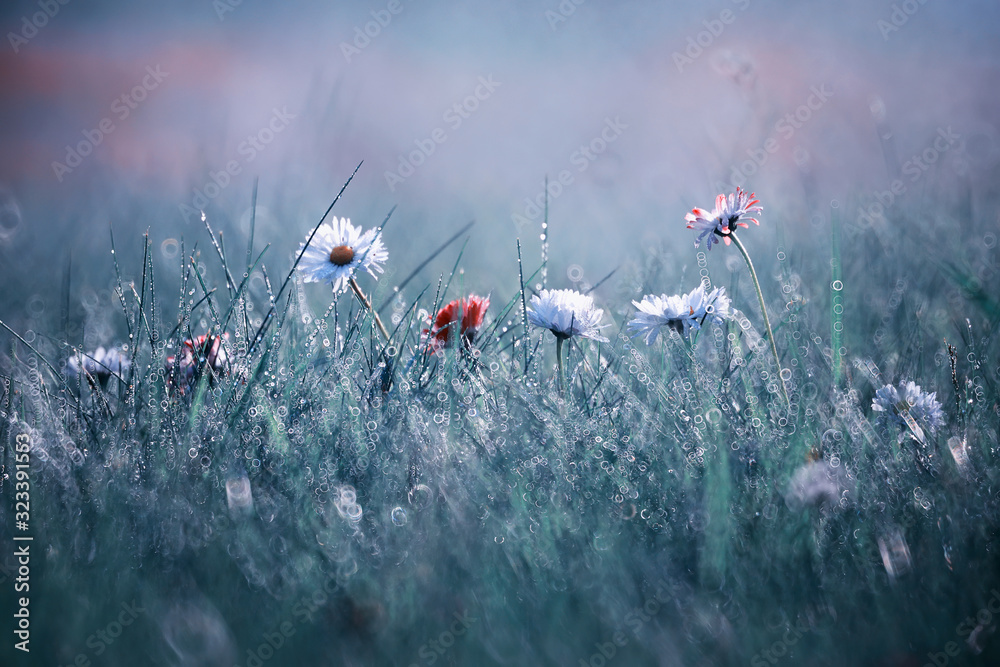 Fototapeta Małe kwiaty na łące zroszonej poranną rosą
