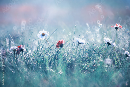 Wild flower. Little flowers on a green meadow. © alexkich