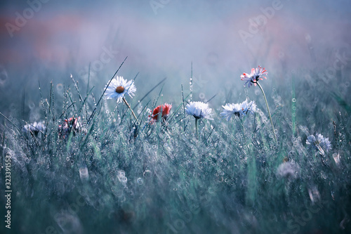 Wild flower. Little flowers on a green meadow. © alexkich