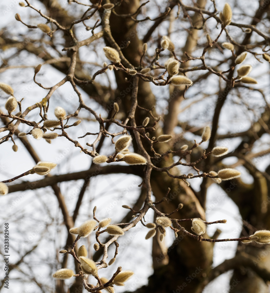 (Magnolia stellata) Bourgeons floraux soyeux du magnolia étoilé en fin d'hiver (Magnolia stellata) Bourgeons floraux soyeux du magnolia étoilé en fin d'hiver