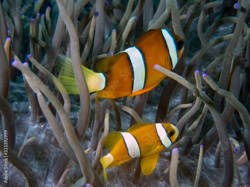 Clarkes Anemonefish (Amphiprion clarckii) in Malapascua, Philippines photo