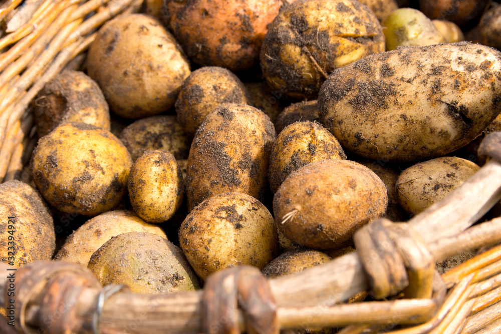 Potato Varietal assembled on the garden in an old wooden wicker basket Potato Varietal assembled on the garden in an old wooden wicker basket