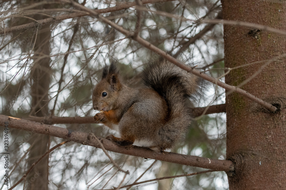 Red eurasian squirrel on the tree in the park, close-up. Red eurasian squirrel on the tree in the park, close-up.
