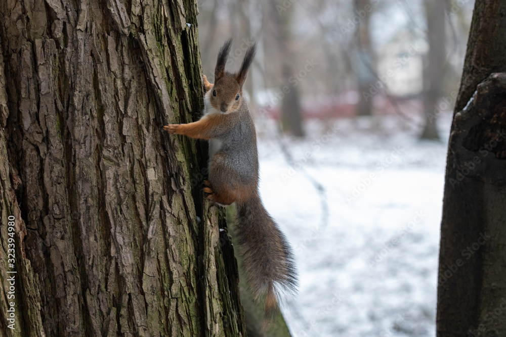 Red eurasian squirrel on the tree in the park, close-up. Red eurasian squirrel on the tree in the park, close-up.