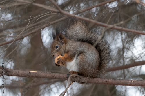 Red eurasian squirrel on the tree in the park, close-up. © Alexey Seafarer