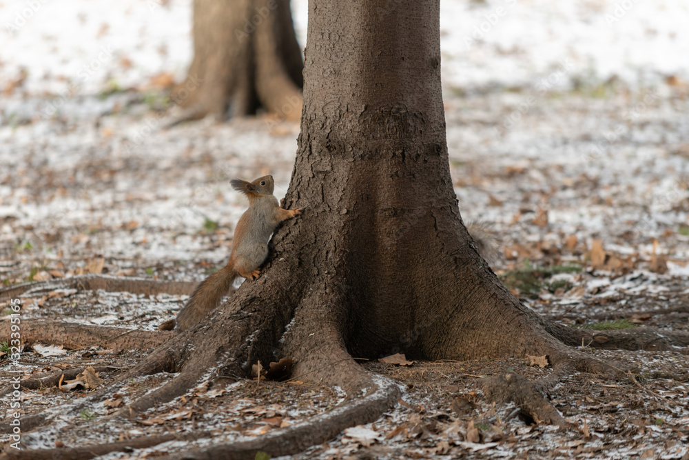 Fototapeta premium Red eurasian squirrel on the tree in the park, close-up.