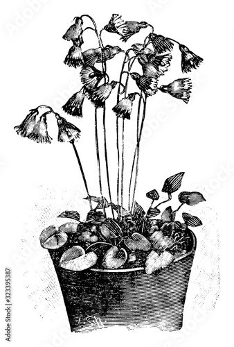 Antique vintage line art vector illustration, engraving or drawing of soldanella alpina or snowbell flower in pot.