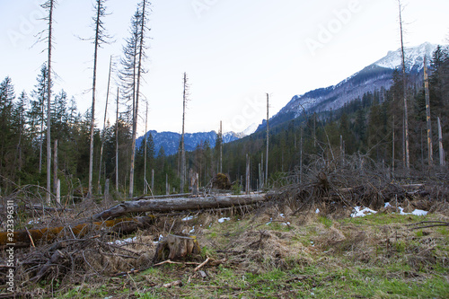 On the way to the sea eye in Poland. The road to the forest. High Tatras.