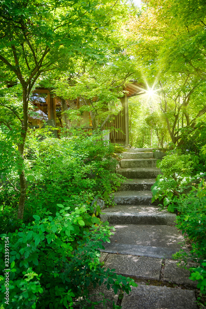 nice lighting with green leaf and small road to the house nice lighting with green leaf and small road to the house