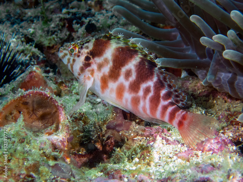 A Coral Hawkfish (Cirrhitichthys oxycephalus) photo